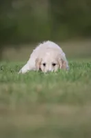 Boomer, a male Goldendoodle for sale in Newfolden, MN – Photo 3 of 4