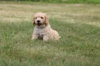 Betsy, a female Goldendoodle for sale in Newfolden, MN – Photo 2 of 5