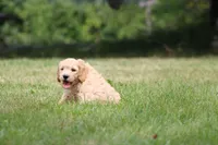 Betsy, a female Goldendoodle for sale in Newfolden, MN – Photo 4 of 5
