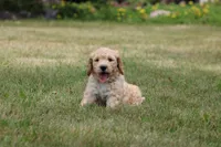 Betsy, a female Goldendoodle for sale in Newfolden, MN – Photo 5 of 5