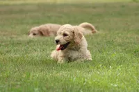 Betsy, a female Goldendoodle for sale in Newfolden, MN – Photo 1 of 5