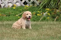 Betsy, a female Goldendoodle for sale in Newfolden, MN – Photo 3 of 5