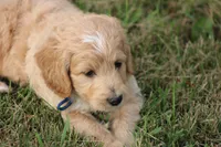 Patton, a male Goldendoodle for sale in Newfolden, MN – Photo 5 of 7