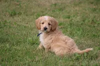 Patton, a male Goldendoodle for sale in Newfolden, MN – Photo 6 of 7