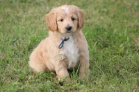 Patton, a male Goldendoodle for sale in Newfolden, MN – Photo 4 of 7