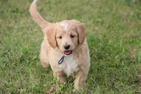 Patton, a male Goldendoodle for sale in Newfolden, MN – Photo 3 of 7