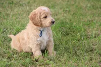 Patton, a male Goldendoodle for sale in Newfolden, MN – Photo 7 of 7