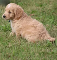 Patton, a male Goldendoodle for sale in Newfolden, MN – Photo 2 of 7