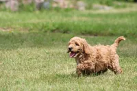 Eleanor, a female Goldendoodle for sale in Newfolden, MN – Photo 3 of 6