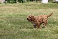 Eleanor, a female Goldendoodle for sale in Newfolden, MN – Photo 6 of 6