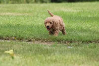 Eleanor, a female Goldendoodle for sale in Newfolden, MN – Photo 2 of 6