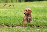Eleanor, a female Goldendoodle for sale in Newfolden, MN – Photo 4 of 6