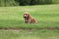 Eleanor, a female Goldendoodle for sale in Newfolden, MN – Photo 1 of 6