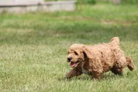 Eleanor, a female Goldendoodle for sale in Newfolden, MN – Photo 5 of 6