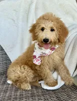 Lady Mini, a female Goldendoodle and Miniature Goldendoodle for sale in Wellford, SC – Photo 1 of 2
