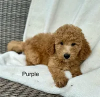 Lady Mini, a female Goldendoodle and Miniature Goldendoodle for sale in Wellford, SC – Photo 2 of 2