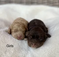 Layla, a female Cockapoo for sale in Wellford, SC – Photo 6 of 6