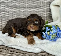 Layla, a female Cockapoo for sale in Wellford, SC – Photo 2 of 6