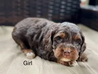 Layla, a female Cockapoo for sale in Wellford, SC – Photo 4 of 6