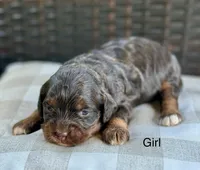 Layla, a female Cockapoo for sale in Wellford, SC – Photo 5 of 6