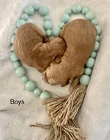 Finn, a male Cockapoo for sale in Wellford, SC – Photo 7 of 7