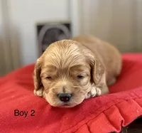 Finn, a male Cockapoo for sale in Wellford, SC – Photo 6 of 7