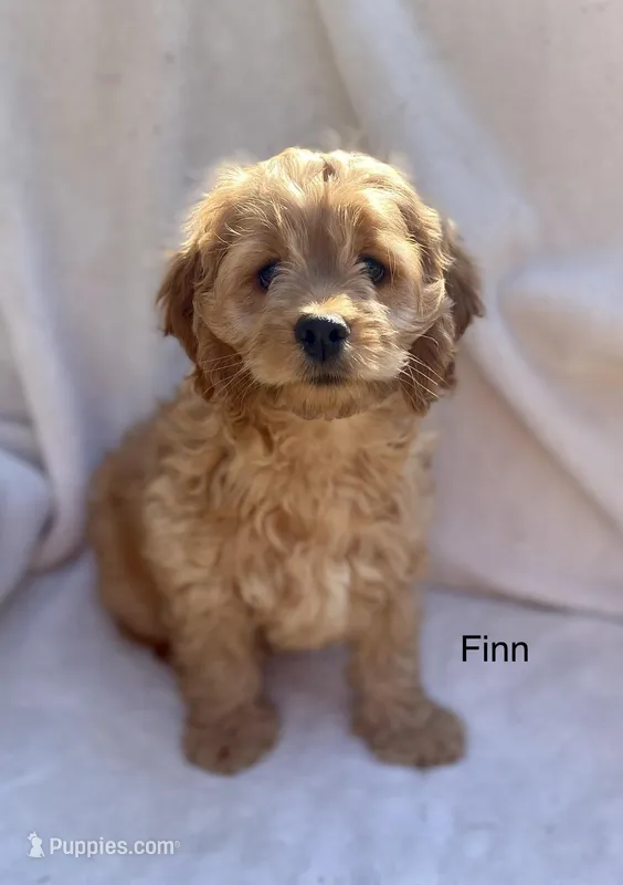 Finn, a male Cockapoo for sale in Wellford, SC – Photo 1 of 7