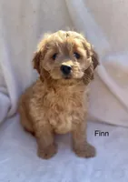Finn, a male Cockapoo for sale in Wellford, SC – Photo 1 of 7