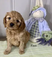 Finn, a male Cockapoo for sale in Wellford, SC – Photo 3 of 7