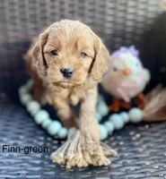 Finn, a male Cockapoo for sale in Wellford, SC – Photo 4 of 7