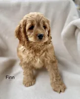 Finn, a male Cockapoo for sale in Wellford, SC – Photo 2 of 7