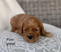 Finn, a male Cockapoo for sale in Wellford, SC – Photo 5 of 7