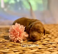 Violet, a female Poodle - Miniature  and Miniature Goldendoodle for sale in Wellford, SC – Photo 3 of 3