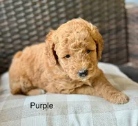 Violet, a female Poodle - Miniature  and Miniature Goldendoodle for sale in Wellford, SC – Photo 1 of 3