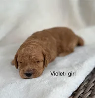 Violet, a female Poodle - Miniature  and Miniature Goldendoodle for sale in Wellford, SC – Photo 2 of 3