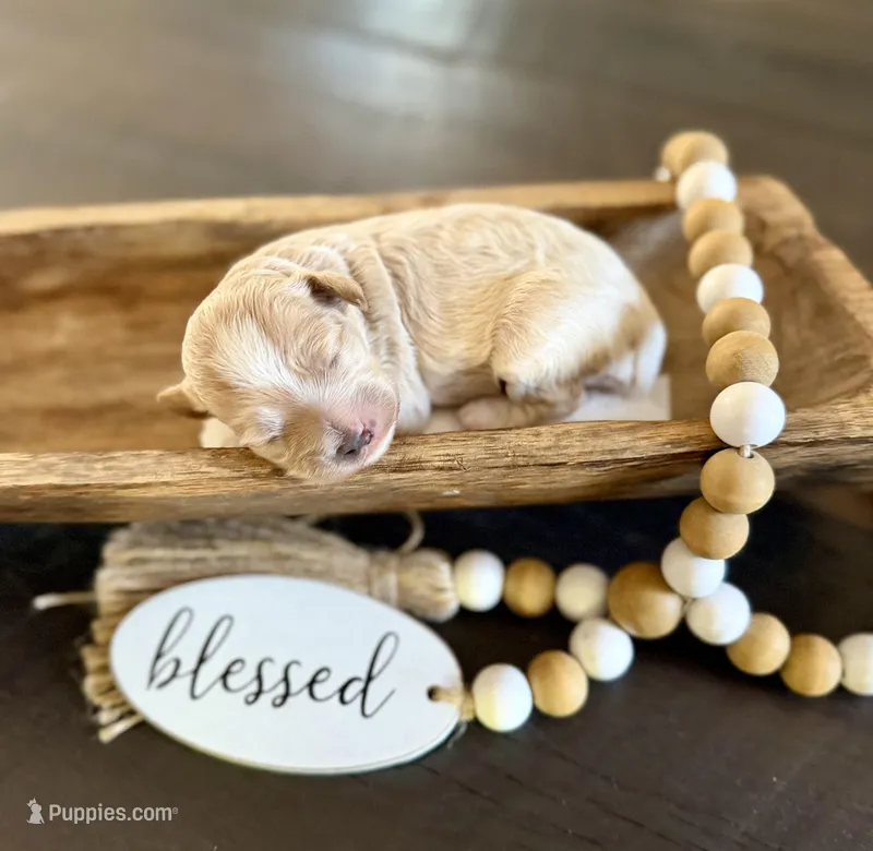 Bella – Cockapoo puppy for sale in Wellford, SC