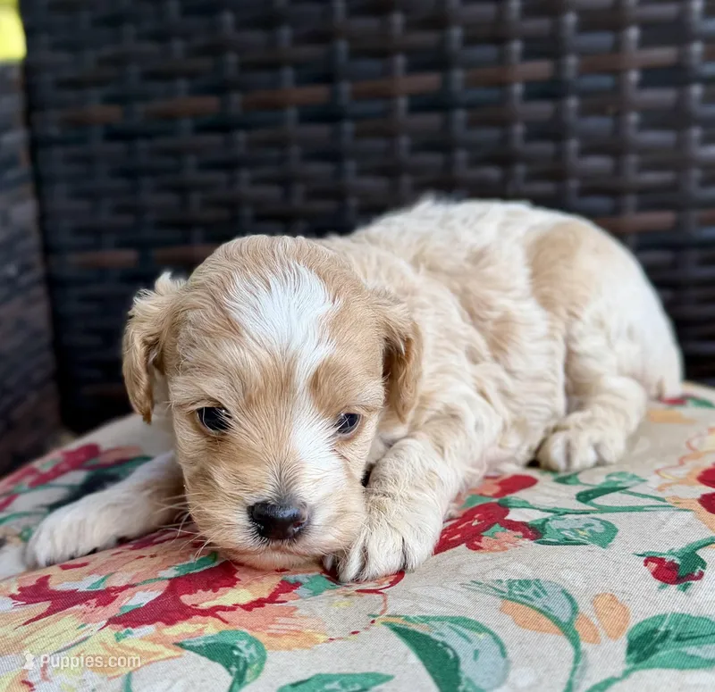 Bella – Cockapoo puppy for sale in Wellford, SC