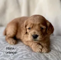 Hank, a male Cockapoo for sale in Wellford, SC – Photo 4 of 6