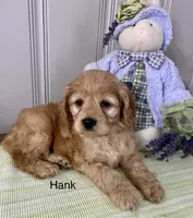 Hank, a male Cockapoo for sale in Wellford, SC – Photo 2 of 6