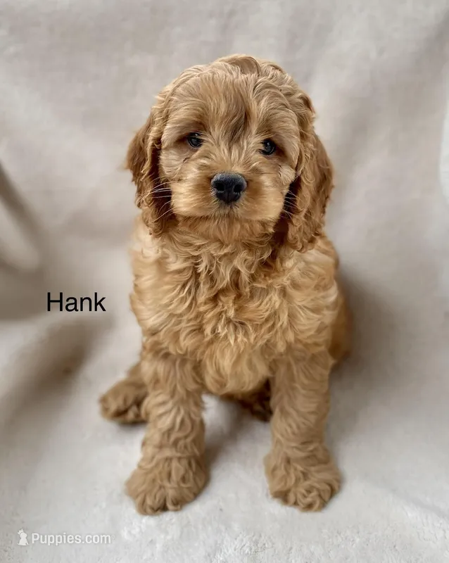 Hank, a male Cockapoo for sale in Wellford, SC – Photo 1 of 6