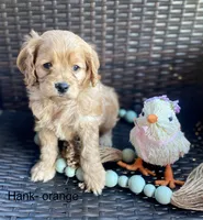 Hank, a male Cockapoo for sale in Wellford, SC – Photo 3 of 6