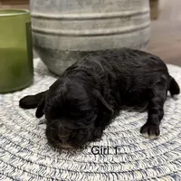 Lola, a female Cockapoo for sale in Wellford, SC – Photo 2 of 3