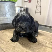 Lola, a female Cockapoo for sale in Wellford, SC – Photo 1 of 3