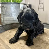 Lola, a female Cockapoo for sale in Wellford, SC – Photo 3 of 3