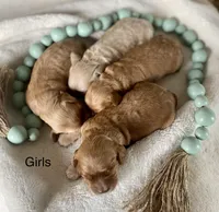 Zoey, a female Cockapoo for sale in Wellford, SC – Photo 2 of 2