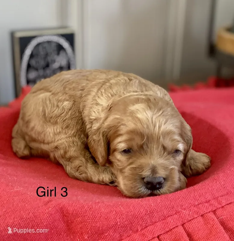 Zoey, a female Cockapoo for sale in Wellford, SC – Photo 1 of 2