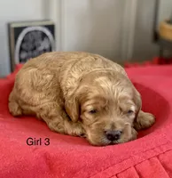 Zoey, a female Cockapoo for sale in Wellford, SC – Photo 1 of 2