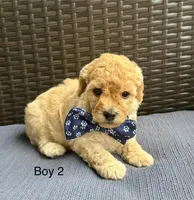 Gunner, a male Cockapoo and Poodle - Miniature  for sale in Wellford, SC – Photo 3 of 5