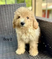 Gunner, a male Cockapoo and Poodle - Miniature  for sale in Wellford, SC – Photo 1 of 5