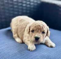 Gunner, a male Cockapoo and Poodle - Miniature  for sale in Wellford, SC – Photo 4 of 5